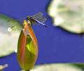 dragonfly.jpg