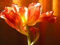 Tulip in Orange