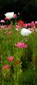 tall white poppies