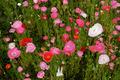 field of poppies