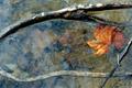 floating leaf composition