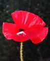 Klatschmohn im Garten