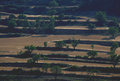 vinyard stripes