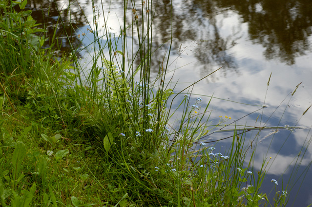 pond reflection