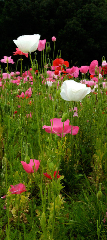 tall white poppies