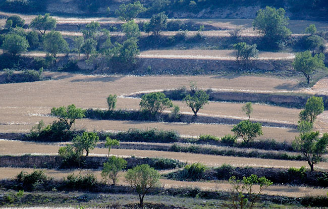 vinyard patterns