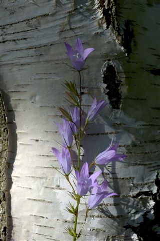 birch tree and bluebell