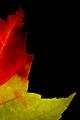 maple-leaf-1.jpg