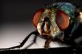 Fly Macro