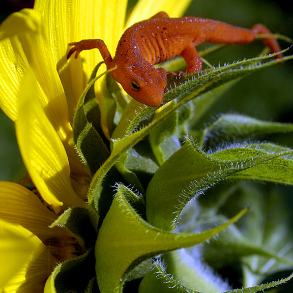 The Newt