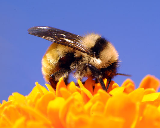 bumble-bee-blue-sky.jpg