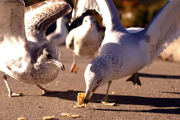 seaguls-fight-for-food.jpg