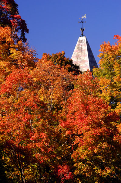 trees-and-tower.jpg