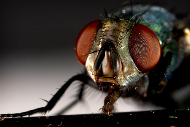 Fly Macro