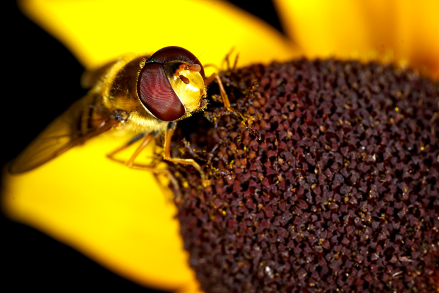 Bee