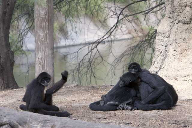 Monkey Dogpile