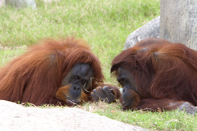 Orangutan Conspiracy