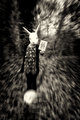 ' . substr('//images.dpchallenge.com/images_portfolio/25000-29999/25166/120/Copyrighted_Image_Reuse_Prohibited_1011640.jpg', strrpos('//images.dpchallenge.com/images_portfolio/25000-29999/25166/120/Copyrighted_Image_Reuse_Prohibited_1011640.jpg', '/') + 1) . '