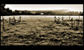 View From My House (sepia)