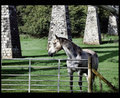 Horse from Watery Lane