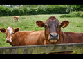 Cows (colour)