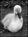 Signet