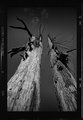 Dead Trees 3