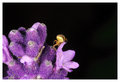Garden Spider
