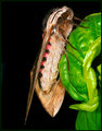 Privet Hawk Moth (on Basil)