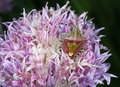 Shield Beetle