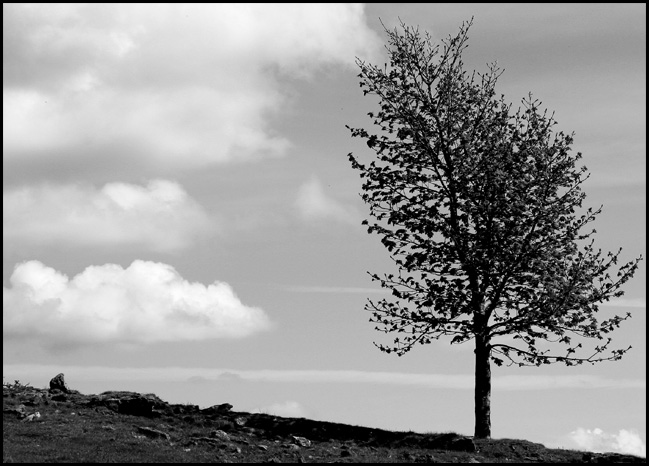 Single Tree