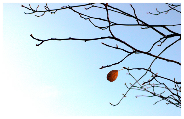 Last Leaf