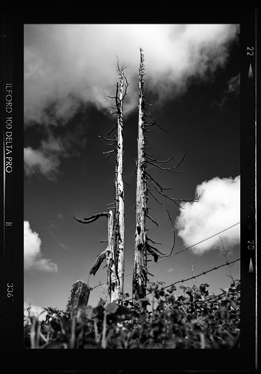 Dead Trees 1