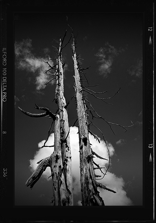 Dead Trees 2