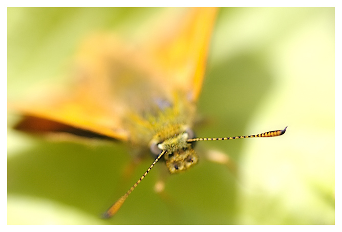 Large Skipper