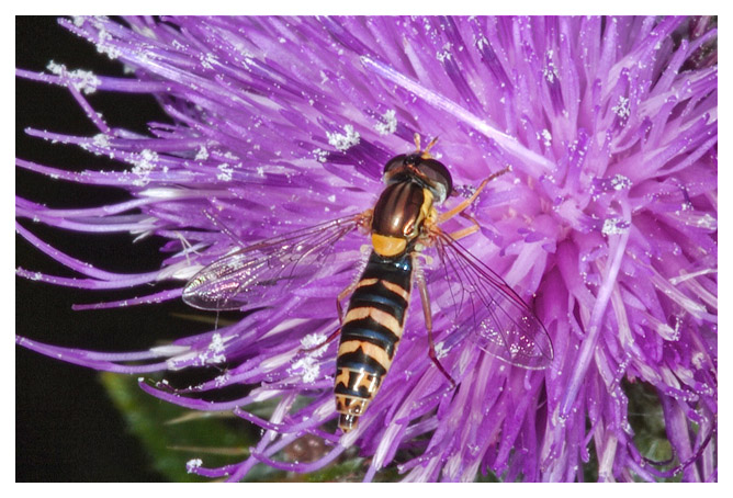 Marmalade Hoverfly - Episyrphus Balteatus