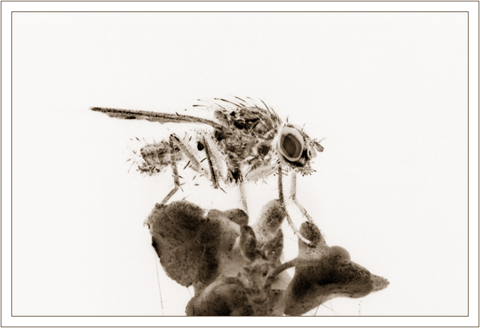 The Fly