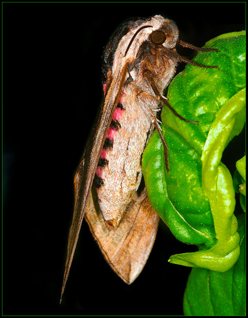 Privet Hawk Moth (on Basil)