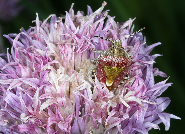 Shield Beetle
