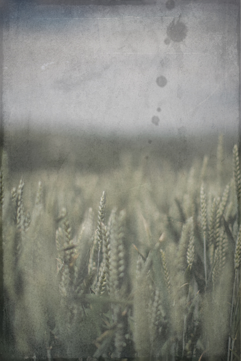 Crop Field