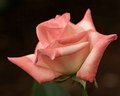 IMG_3253_8x10.jpg