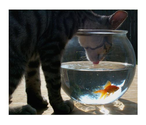 TiggerFish.jpg