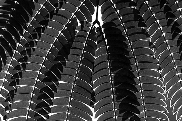 2837bw.jpg