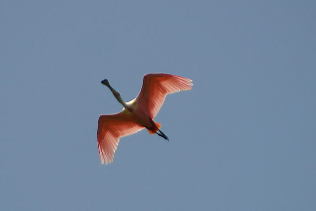 IMG_8265dpc.jpg