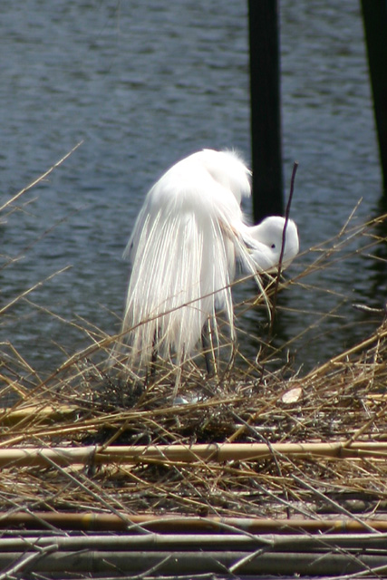 Nesting Egret.jpg