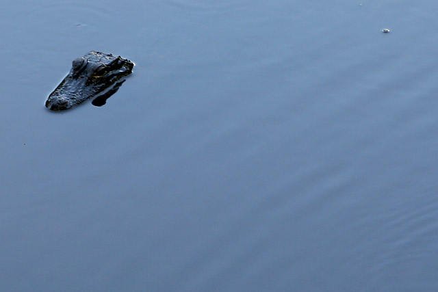 Gator1.jpg
