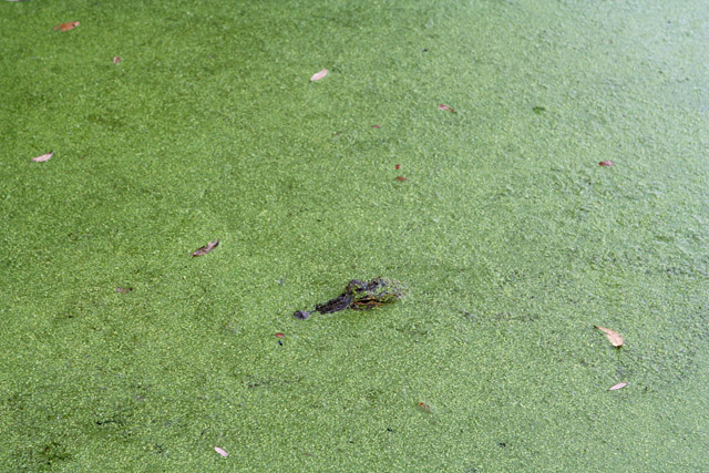 Gator2.jpg