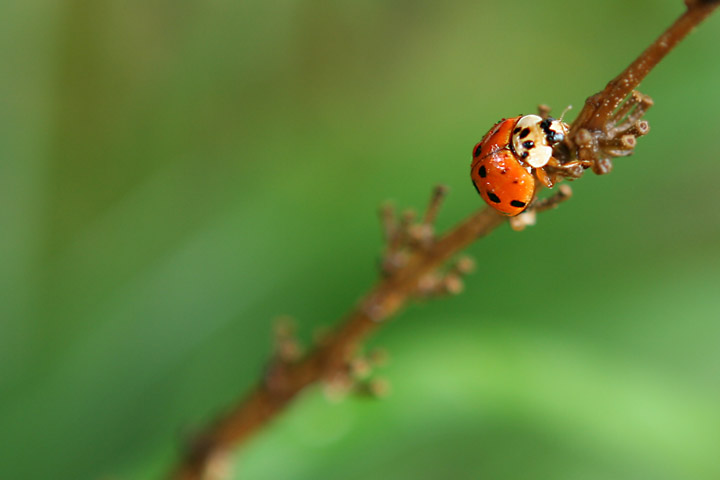 ladybug.jpg