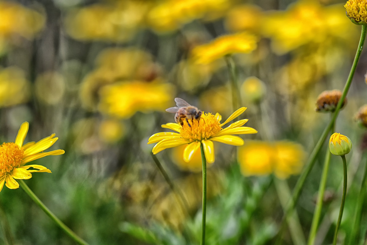 yellow flower