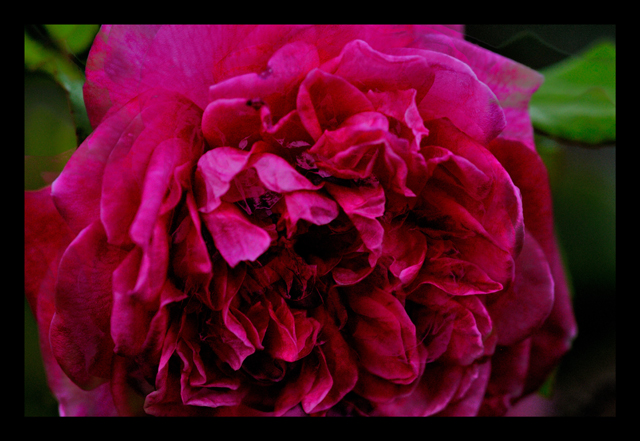 ROSE
